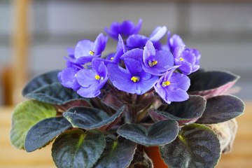 Not Finishing That Coffee? Your Plants Might Want It