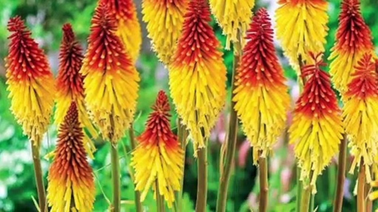 Plant and Grow RED HOT POKER FLOWERS at Home