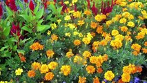How to  Plant and Grow MARIGOLDS Flowers - Gardening at Home