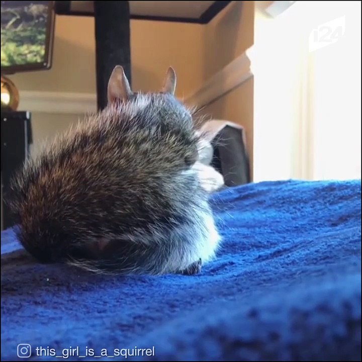 Jill la ardilla mascota