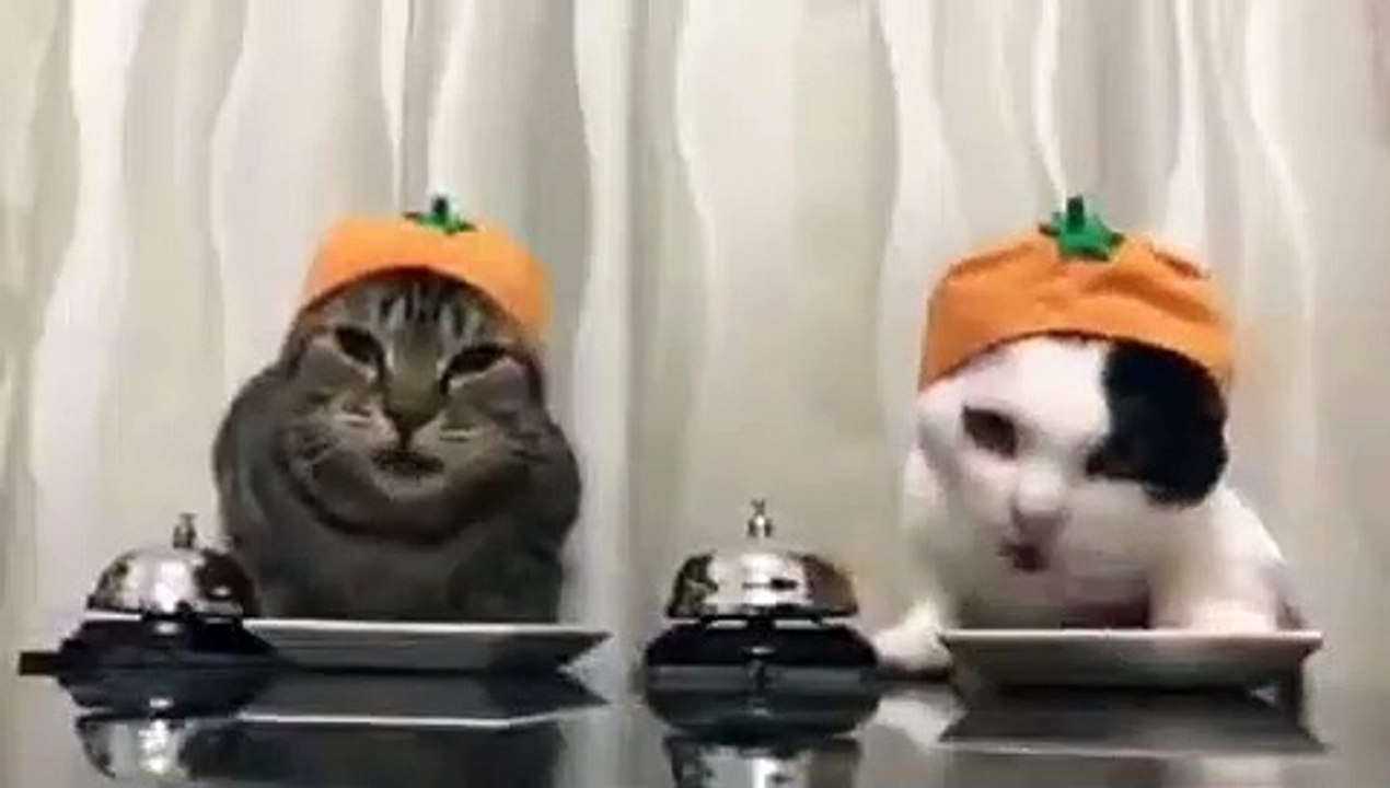 Ces chats savent où appuyer pour qu'on leur donne à manger. Très intelligent !