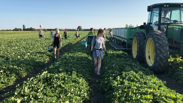 Ramassage de melons par les saisonniers