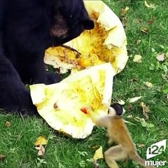 Este zoológico también celebra Halloween