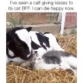Une amitié pas comme les autres entre une vache et un chat. Trop cute !