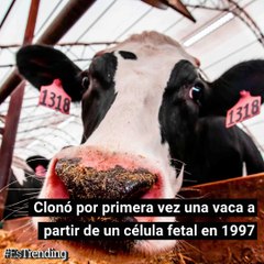 Download Video: Animales Clonados