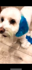 Blue Eared Dog Gets Brushed Away