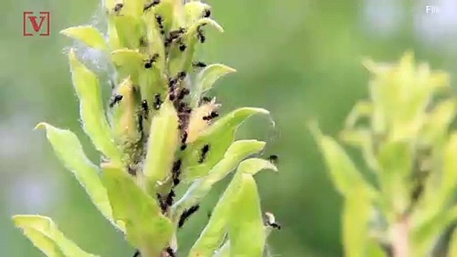 'Zombie Ants' Caused by Fatal Fungus, Researchers Say