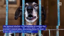 Animal Shelter Encourages Area 51 Raiders to ‘Storm Our Shelters’