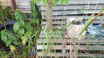 Opuszczony Ogrod Natura Powraca