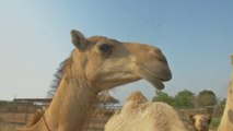 Camel Dung Is Being Used To Power Coal Plants