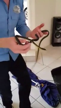 Ce qu'il découvre dans le canapé est terrifiant... Un serpent bien caché