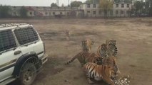 Ces tigres savent quand c'est l'heure du repas...