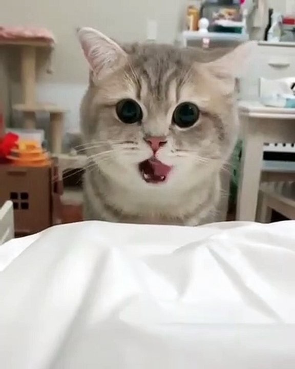 Les mignons petits yeux de ce chaton peut faire fondre le plus dur des cœurs. Trop doux !