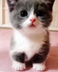 Ce chaton est tout simplement à croquer. Admirez !