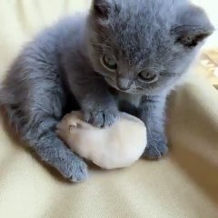 Quand une amitié peu probable née entre une chatte et un rat. Trop cute !