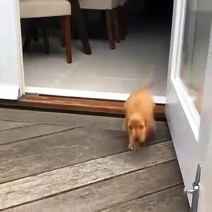 Regardez la réaction de ce chiot quand son maître rentre à la maison! Émouvant !