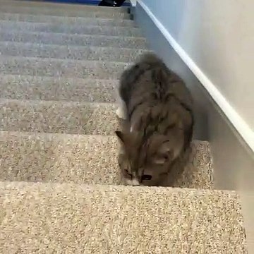 Ce chaton apprend à monter les escaliers tout seul. Trop cute !