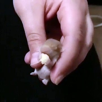 Regardez comment ce petit rat déguste du fromage. Trop mimi !