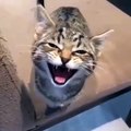 Admirez cette chatte qui essaie d'intimider sa maîtresse. Trop chou !