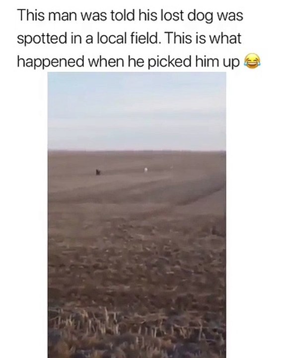 Quand ton chien disparu réapparaît avec des amis, voici ce que ça donne. Trop drôle !