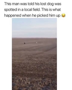 Quand ton chien disparu réapparaît avec des amis, voici ce que ça donne. Trop drôle !