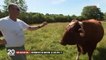Sécheresse : comment les agriculteurs vont-ils nourrir leur bétail ?