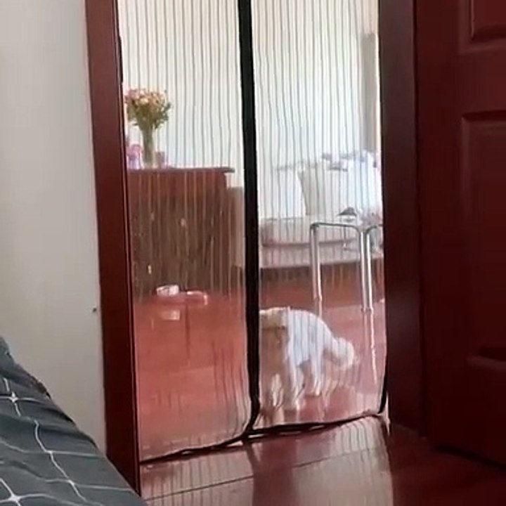 Quand une chatte blanche essaie de surprendre sa maîtresse. Hilarant !