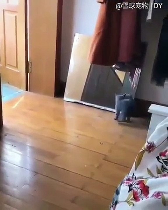 Quand un chat a peur de son reflet, voici sa réaction. Hilarant !