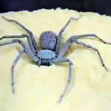 Cet araignée à 6 yeux joue à cache-cache. Trop mimi !