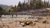 Portugal: forêts et habitations détruites par les incendies dans le centre du pays