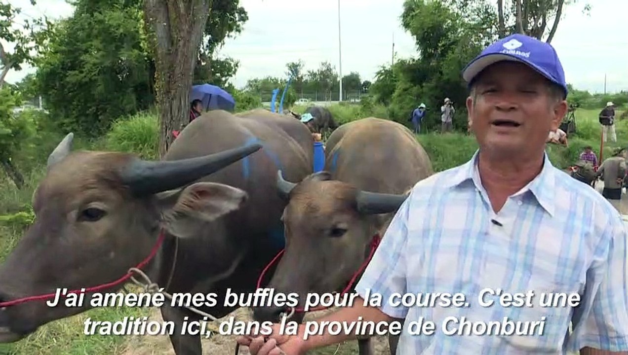 En Thaïlande, des courses de buffles dans la boue