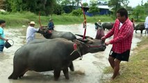 En thaïlande, des courses de buffles dans la boue