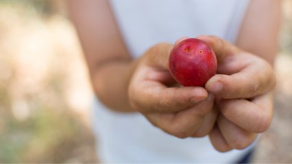Cherry Plums Are the Delicious Fruit Hybrid We Never Knew We Needed