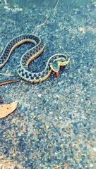 Snake Tries to Save its Family