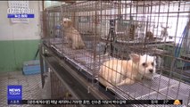 [뉴스터치] 지난해 '버려진 동물' 12만 마리 넘어…20% '안락사'