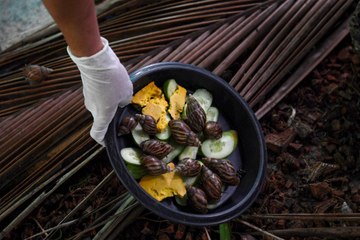[WATCH] Thai farmers on the cash trail with snail slime