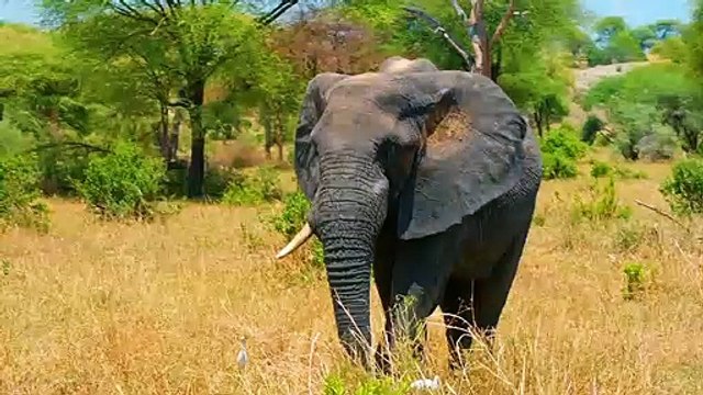 Je suis une célébrité, sortez-moi de là 2019 GENERIQUE TF1