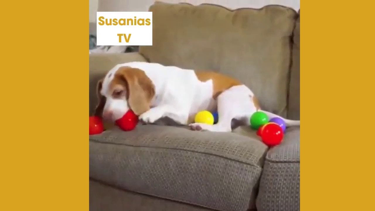 Best friends animal TV:Dogs Get Ball Pit Surprise From Giant Orange!