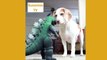 Best friends animal TV: Halloween Prank- Skeleton Scares Dog