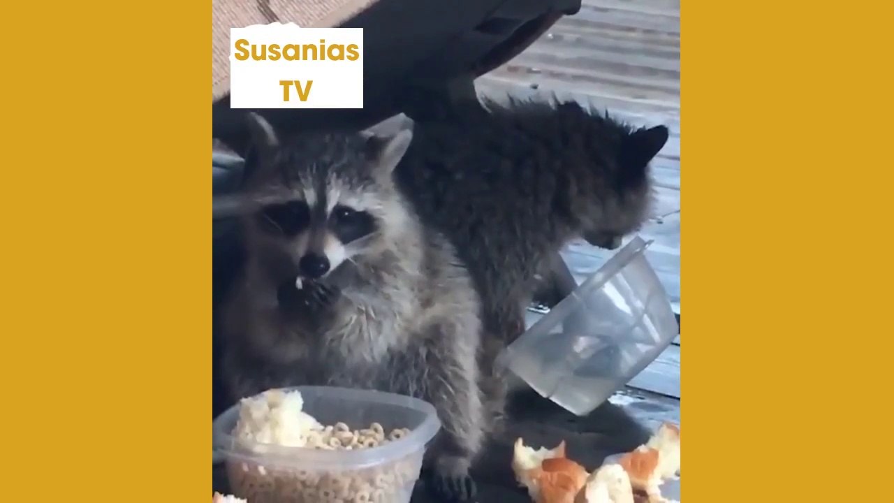 Best friends animal TV: Raccoons knocking at the door to get snacks