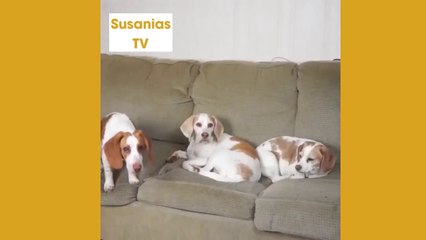 Best friends animal TV: Dog Makes Friends With Alien