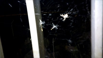 MCH 137 SPIDERS.SURROUNDED BY SPIDERS AT DICKSON DAM ALBERTA CANADA.