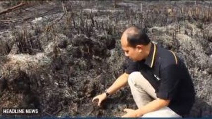 Begini Kondisi Lahan Gambut Pascaterbakar di Pekanbaru