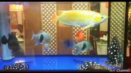 Ini yang akan terjadi, ketika ikan PIRANHA dan ARWANA digabung dalam 1 aquarium.