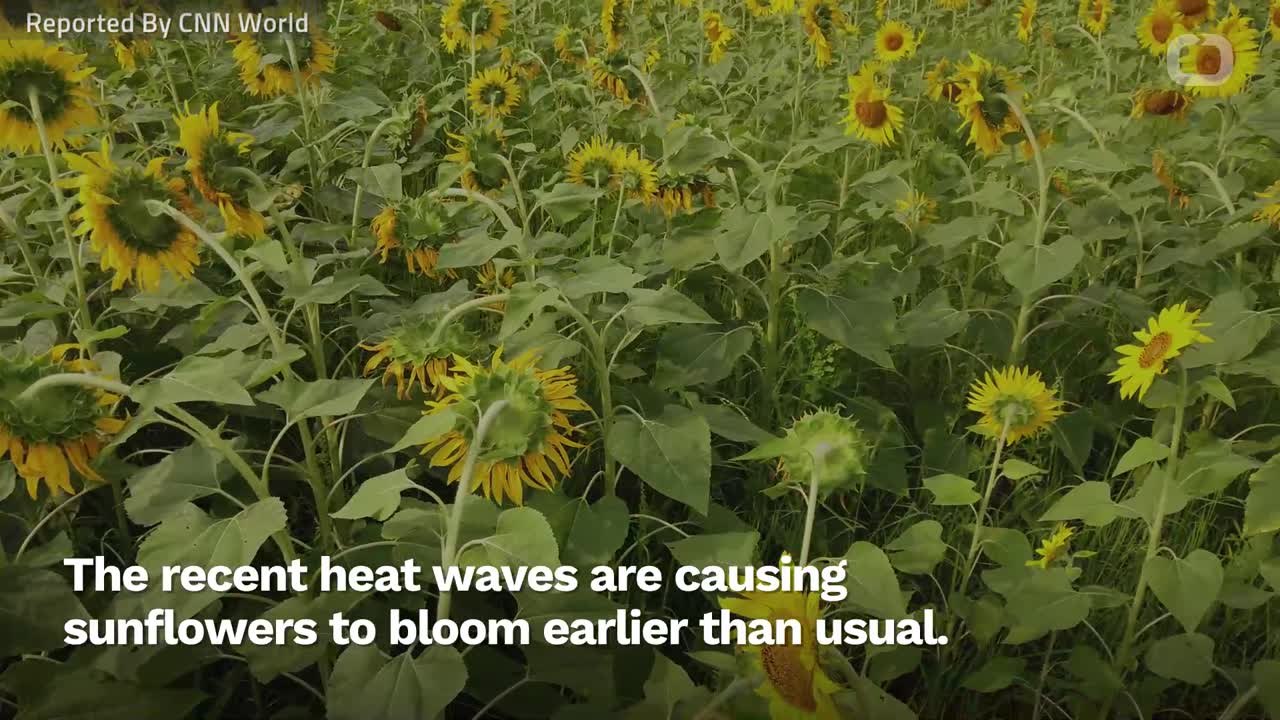 Heat Wave Causing Sunflowers To Bloom Early