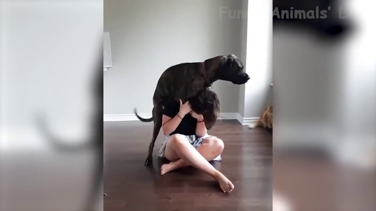 Funniest  Cats And Dogs - Awesome Cute Pet Animals' Life