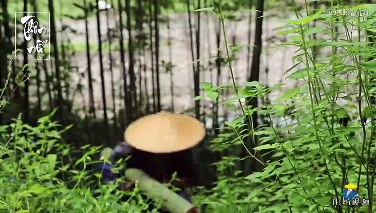 Sơn Dược TV