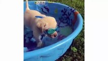 Cute Golden Retriever Puppies Compilation - Labrador Puppies Funny Compilation