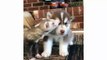 Cute husky puppies doing funny things - Funny husky compilation talking - Puppies TV