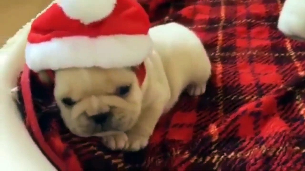 Cute Puppies - Cute Puppy - Cute dog compilation 2019